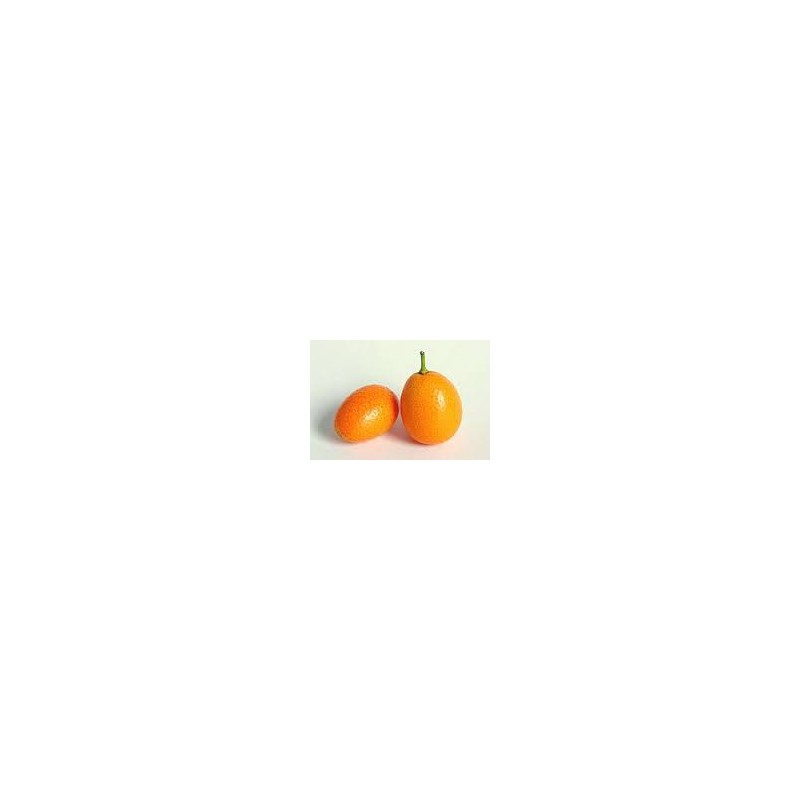 Kumquat