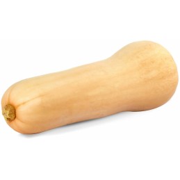 Courge butternut