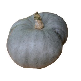 Courge bleue de hongrie