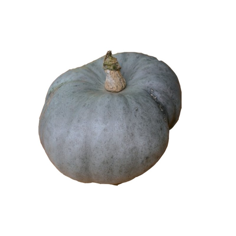 Courge bleue de hongrie