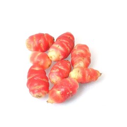 Oca du perou