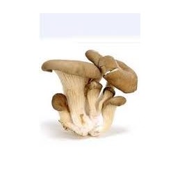 Champignons pleurote