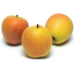 Pommes patte de loup